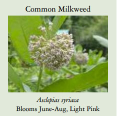Common-Milkweed