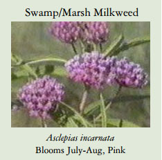 Swamp-Marsh-Milkweed