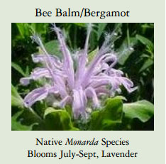 Bee-Balm-Bergamot