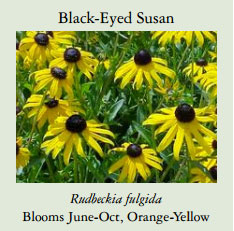 Black-eyed Susans