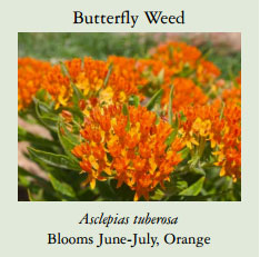Butterfly-Weed