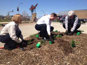 Mayor-planting-milkweeds