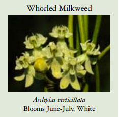 Whorled-Milkweed