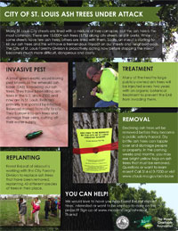 Ash Trees Under Attack Infographic Thumbnail